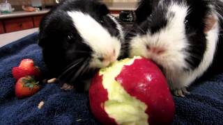 guinea pig apple