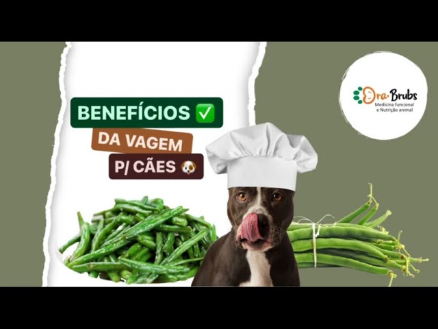 BENEFÍCIOS DA VAGEM P/ CÃES