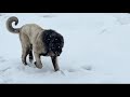 KAR BİZİ ESİR ALDI. KÖPEKLERDE SON DURUMLAR. HIRÇO KARABAŞ VE  HANÇER İYİLEŞİYORLAR. #köydeyaşam