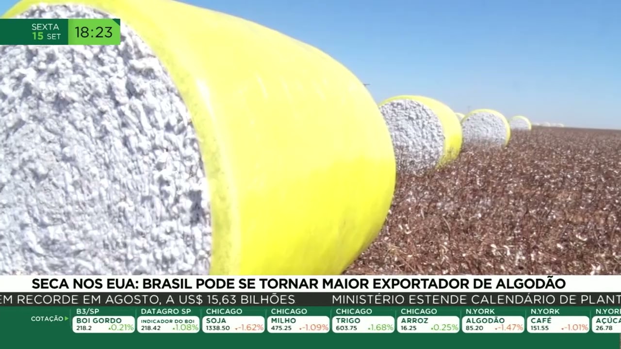 Seca nos EUA: Brasil pode se tornar maior exportador de algodão