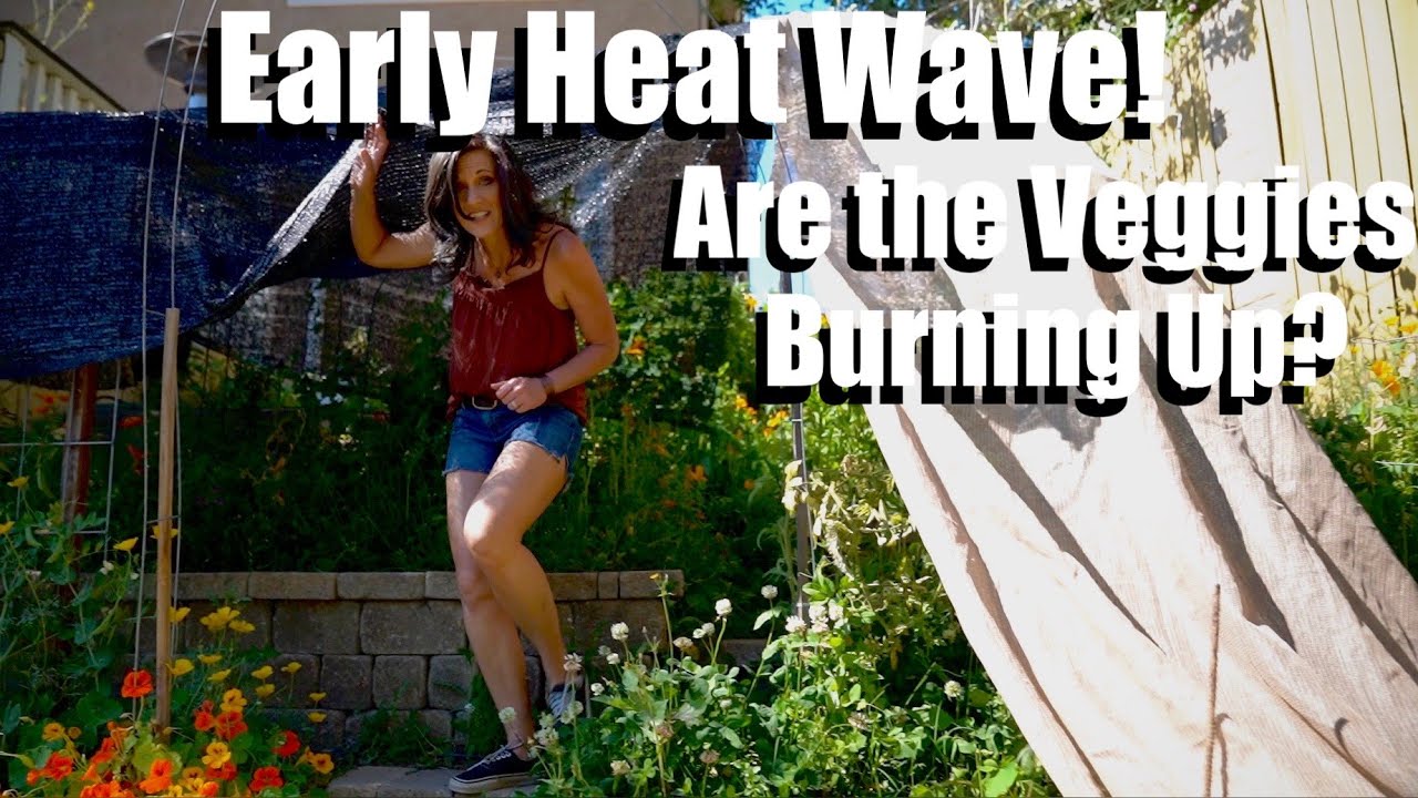 Download Early Heat Wave Are The Vegetables Burning Up Youtube For Android Get Wallpaper Early Heat Wave Are The Vegetables Burning Up Youtube For Android Free