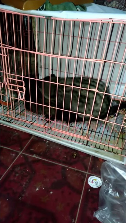 suara musang kawin