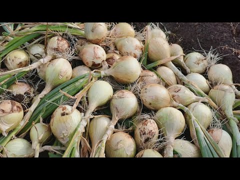 Уборка лука Эксибишен