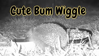 Hedgehog Does Cute Bum Wiggle After Enjoying a Drink! #Hedgehog