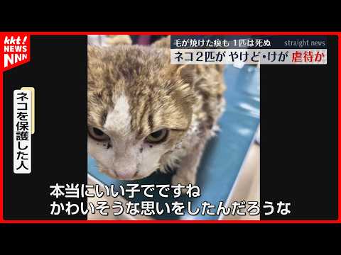 ネコ2匹がけがした状態で発見「何者かに焼かれたり切られたりしたのでは」