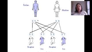 IP Inheritance Video 3 [sex determination, x-linked disorders]