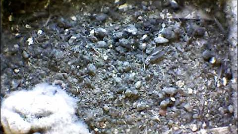 From Internet Camera(Turmfalken[03:1A:A5])2014/05/18,07:21:35_D