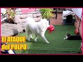 🐼 Mi PERRO le lleva JUGUETES a la GATA😹😹. SAMOYEDO y MAINE COON