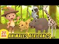 Animales africanos episodio compilacin espaol  leo el explorador  animacin  familia  nios