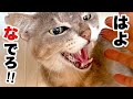 超甘えん坊の保護猫､ケージ卒業で大パニックに…