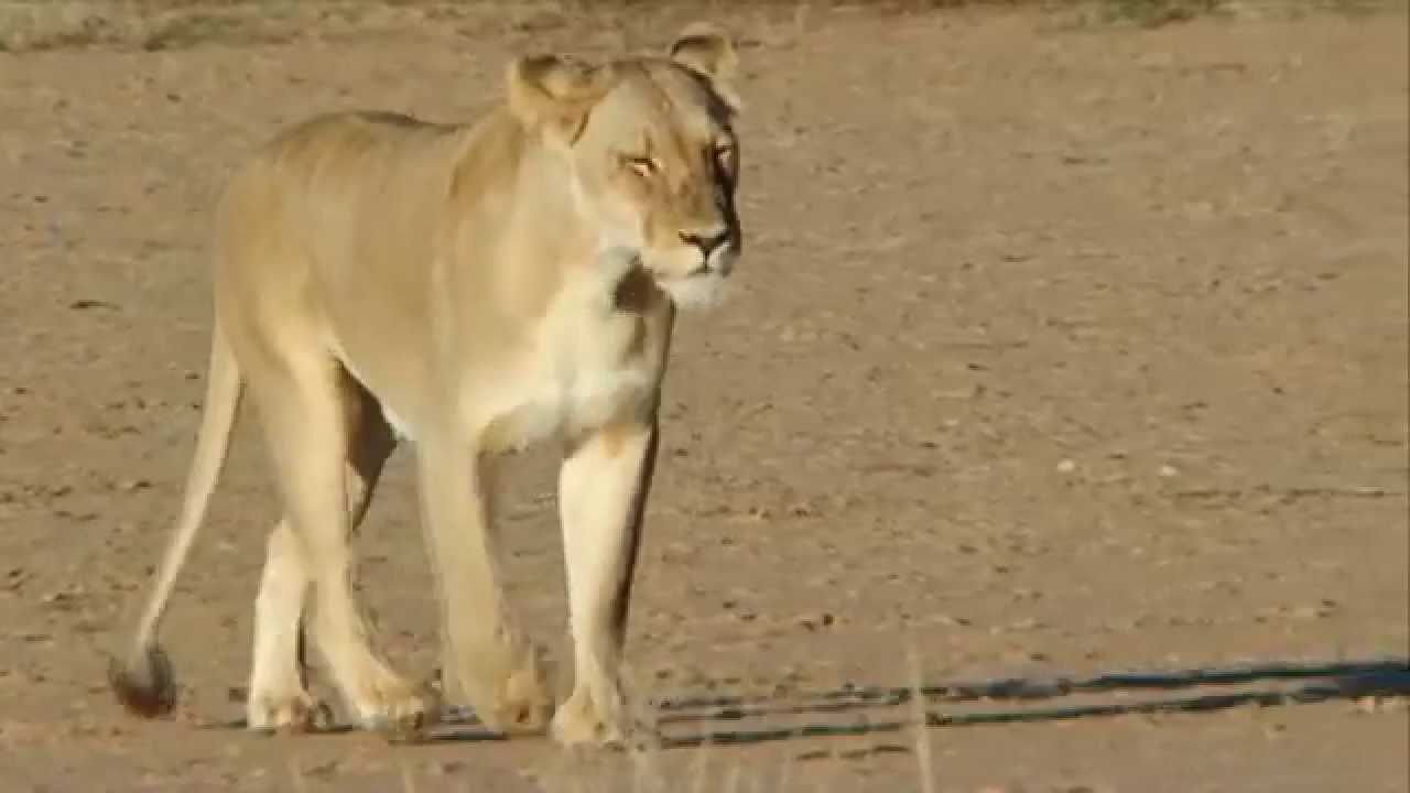 hd images of lioness