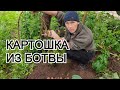ПОСАДИЛ МЕТРОВЫЙ ОТРОСТОК КАРТОШКИ🥔 УРОЖАЙ ПОРАДОВАЛ!