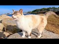 防波堤の猫ちゃんがかわい過ぎる