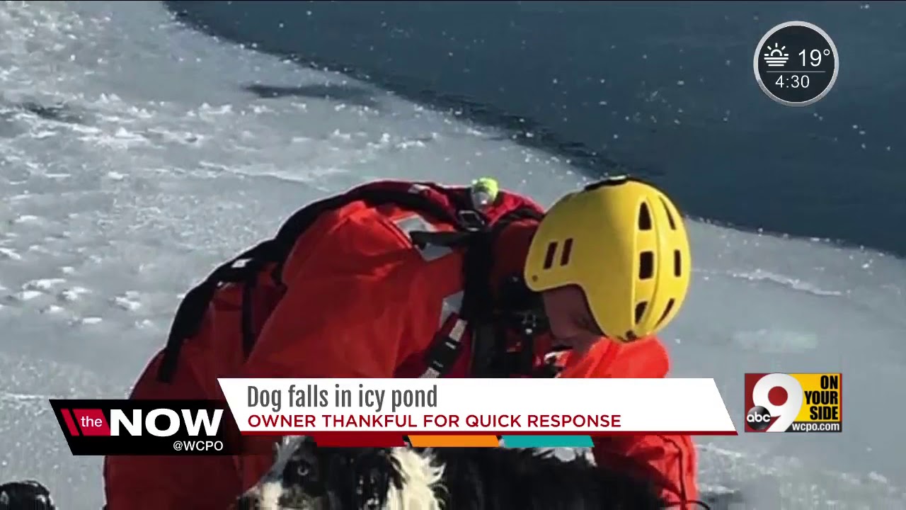 Harrison firefighters save dog that fell into icy pond - YouTube