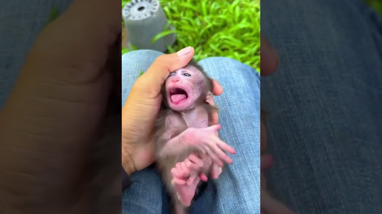 cute baby monkey 🐒