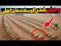 اونا هزاران گوسفند رو تو جزیره رها کردن تا بمیرن اما ۵۰ سال بعد برگشتن یه اتفاق عجیب افتاد mp3