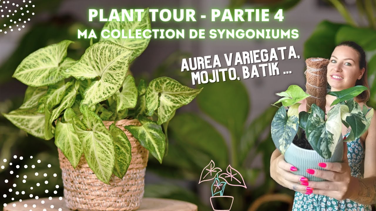 PLANT TOUR | épisode #4 - Ma collection de Syngoniums