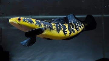 Top những dòng cá lóc cảnh có giá thành hợp lý dễ tiếp cận