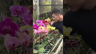 Bunga Anggrek  #bungahias #bungaanggrek #shortvideo