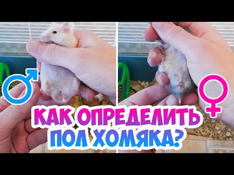 Как определить пол джунгарского и сирийского хомяка? Определение пола хомяка