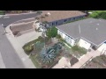 Large agave plant in bloom