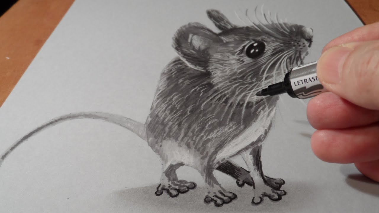 ⁣Drawing a Cute Mouse - How to Draw 3D Mouse - 3D Trick Art  - VamosART