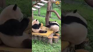 Pandas’ funniest moments판다들의 웃긴 순간들 #둥이 #cute #funny #animals #nature #panda