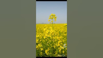💛 وأشرقت الأرض بنور ربها 💛 القارئ شريف مصطفى 🌺 ❣️