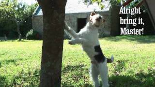 Ben Fox Terrier  How I Nailed The Cat, France 2010
