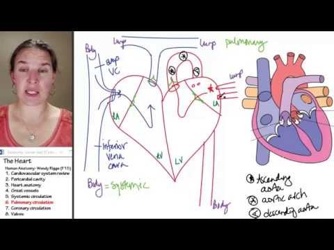 Heart 6- Pulmonary circulation - YouTube