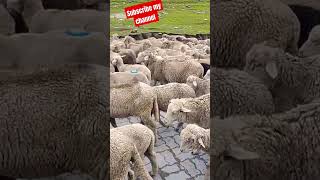 Kashmir Valley Best View