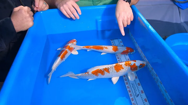 How To Select Kujaku Koi - 2/2