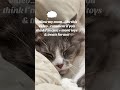 Paws &amp; dreams: food, toys, and purr-fect fun! #cat #pet #cutecat #teamwork #cute