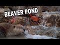 Justin Beaver of THE DODO Gets a New Pond!!