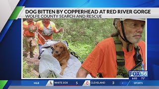 Dog bitten by Copperhead at Red River Gorge