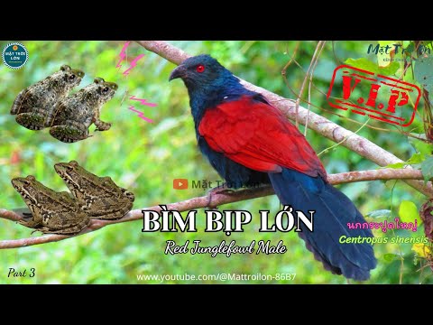 Tiếng Bìm Bịp Mồi Gọi Bầy Tiếng Nhái é Chuẩn To Rõ Không Tạp âm Greater Coucal Sound Call P3