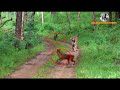 Tiger surrounded by dholes      