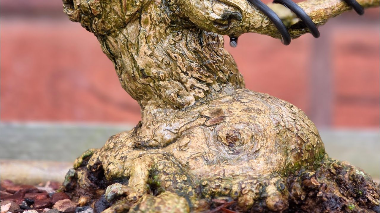 Repotting my Musk Maple - First Video/First Repot of the Year!