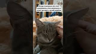 Ну Ё-Моё... #Shortscats #Cat #Кот #Ржачныевидео #Жиза #Юмор #Tiktok #Приколы #Смех_До_Слез #Смех