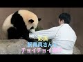 【19/12/3撮影】 彩浜🌈 飼育員さんと閉園前チョイチョイ遊び笹取合い/腕噛み引っ張りムギュー/子パンダ/1歳3ヶ月 #ぽめぱん #PandaChannelbypomeranianfilm