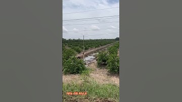 Cần bán nhanh DT 3 mẫu 5 giá 200 triệu 1 công thuộc huyện Thạnh hóa tỉnh Long An lh 0819259737