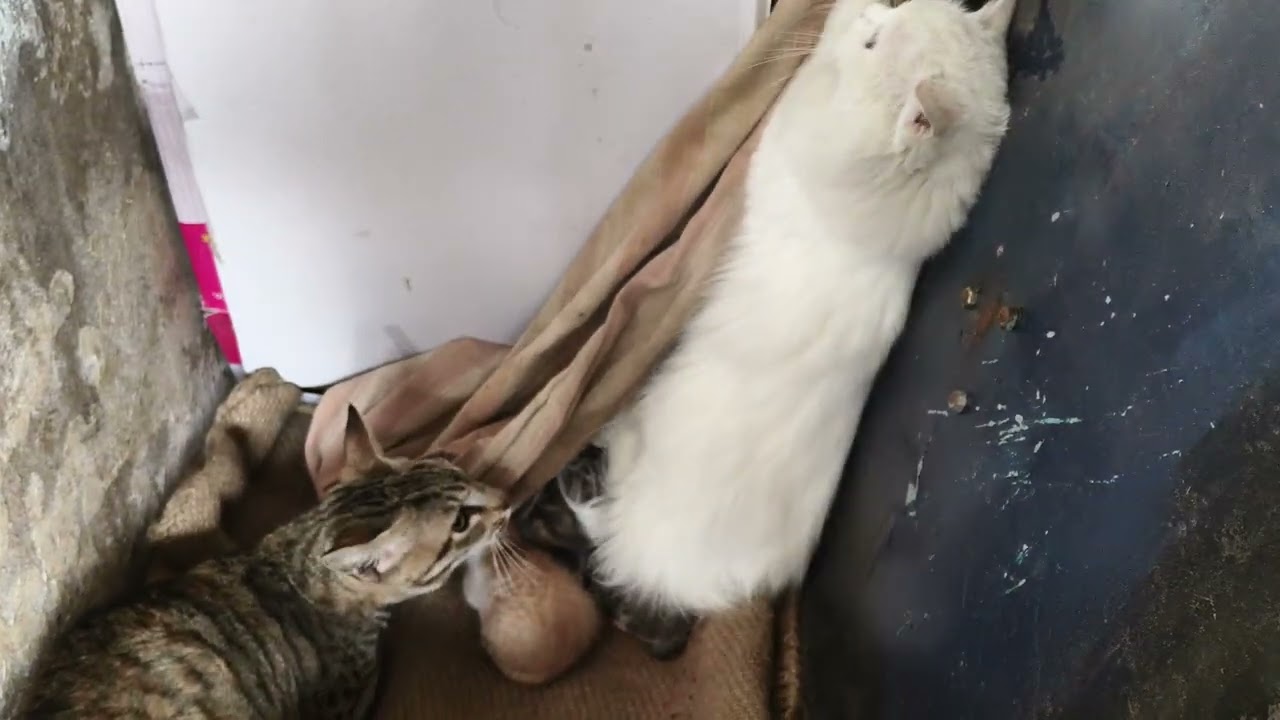 Persian cat vs street cat 😺| #cat #persiancat #viralshort #ytvideos #trending #cute #kitten 