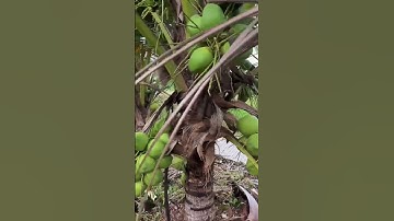 Đúng Chất Nhà Vườn ! Có Sẵn Nhà ,Vườn Trái Cây,Ao Cá View Suối Tuyệt Đẹp Ở BR-VT.Xem Là Thích#shorts