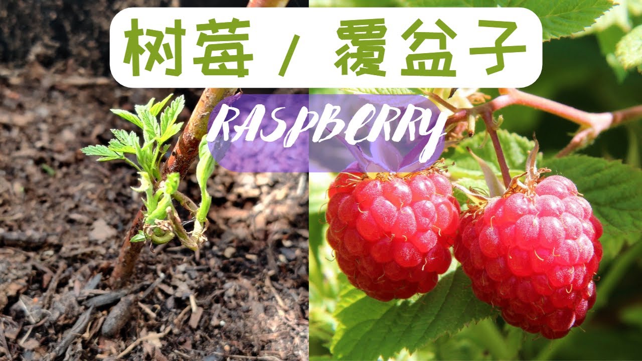 树莓种植 在homedepot买到了树莓 覆盆子裸根苗ii 树莓裸根苗的种植方法和注意事项ii 种树莓的3个理由 Youtube