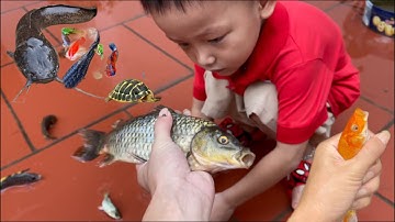 Đi tìm cá gặp máng nước chảy : Bắt con cá Hồng Vỹ , cá ba đuôi , cá bảy màu , con cua , con cá koi