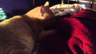 Blanket love screenshot 5