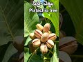 #Pistachio tree @Andhra to India 7976