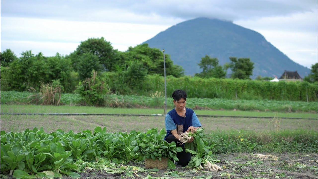 Thu hoạch củ cải trắng về làm kim chi, củ cải ngâm và nấu thêm nồi lẩu cho bữa ăn ấm áp