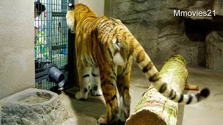 テレビ出演したアムールトラのタツオ~Amur Tiger