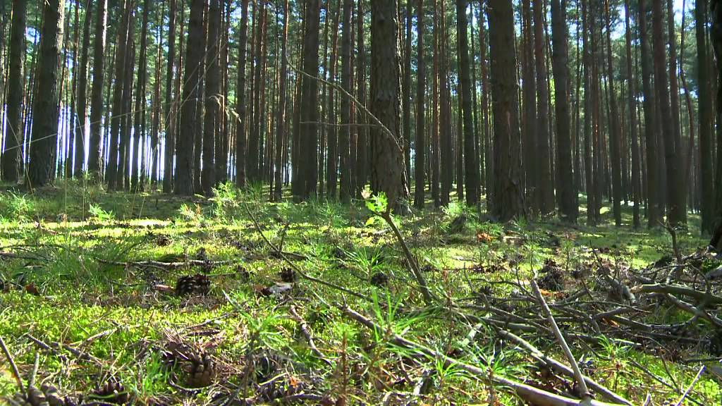 Lasy Dolnego Śląska - Nadleśnictwo Bolesławiec